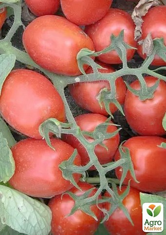 Томат детерминантный "3402 F1" ТМ "Lark Seeds" 100000шт