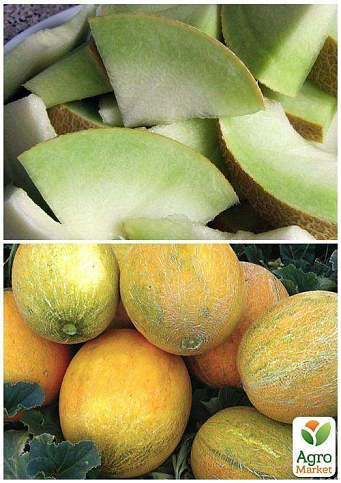 На вагу Диня "Титовка" ТМ "Весна" ціна за 6г - фото 2