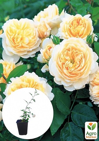 Роза в контейнере английская "Crocus Rose" (саженец класса АА+)