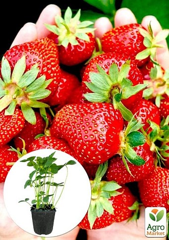 Клубника садовая "Фейт" укорененная в контейнере