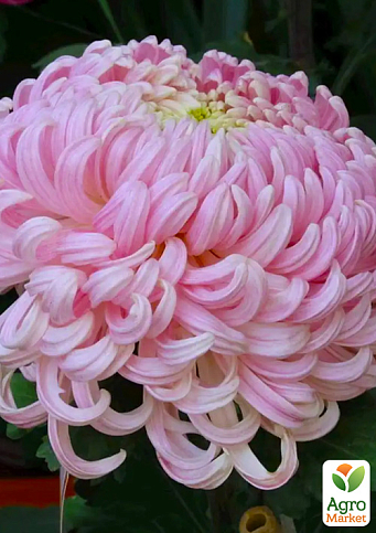 Хризантема "Toronto Rose" (низькоросла великоквіткова)