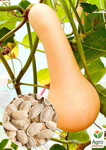 На развес Тыква "Булава" ТМ "Весна" цена за 10г