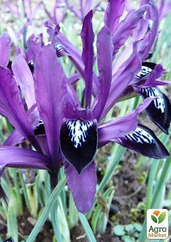 Ирис морозостойкий "Purple Gem" (размер 5/6 , средний) 5шт в упаковке