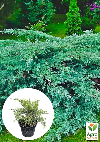 Ялівець віргінський «Grey Owl» С3, висота 30-40см