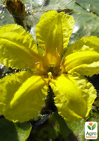 LMTD Нимфея (водяная лилия) "Peltata" (корневище)