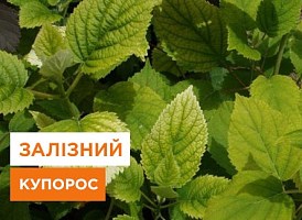 Як використовувати залізний купорос у садівництві та городництві - корисні статті про садівництво від Agro-Market
