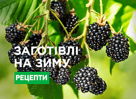 Ожина на зиму - корисні статті про садівництво від Agro-Market