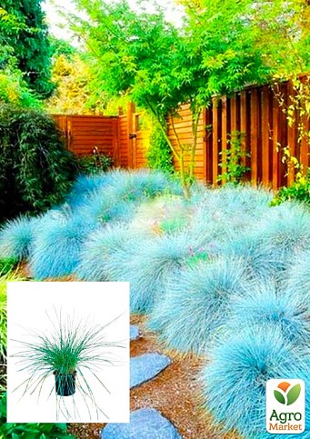 Костриця сиза "Intense Blue"