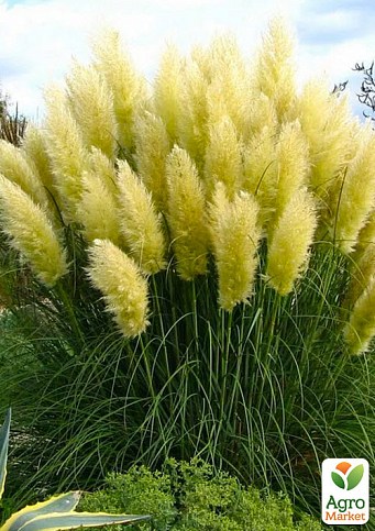 Кортадерія Срібляста «White» (пампасна трава) - фото 3