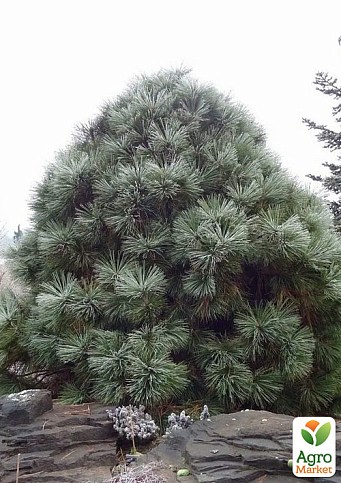 Сосна Джеффрі "Pinus Jeffreyi" (горщик P9)