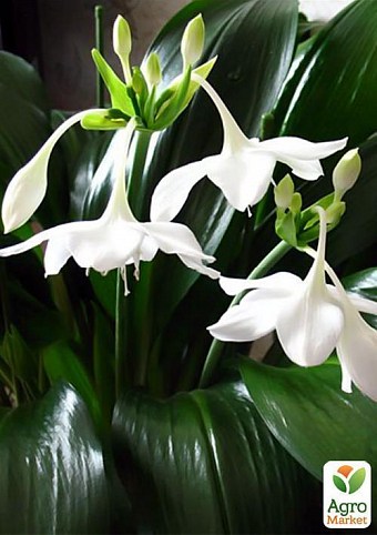 Эухарис "Eucharis gran." дм 15 см выс. 75 см