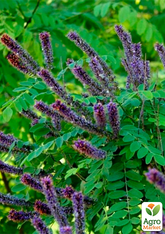 Аморфа чагарникова (чудовий медонос і пилконос), Р9