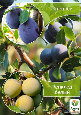 Дерево-сад Слива "Стенлей+Ренклод белый"