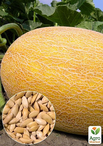 На развес Дыня "Леся" ТМ "Весна" цена за 6г
