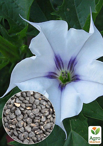 На развес Датура голубая ТМ "Весна" цена за 4г