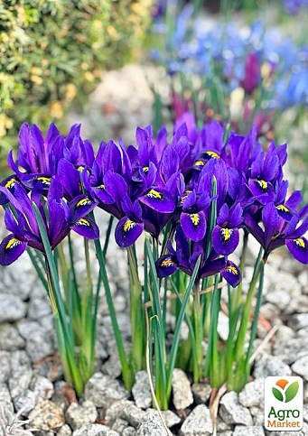 Ірис морозостійкий "Pixie" 5шт в упаковці - фото 2