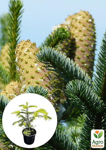 Пихта Греческая 3-х летняя "Abies cephalonica" (высота 20-30см)