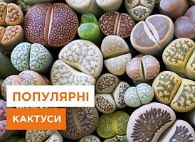 Найпопулярніші види кактусів - корисні статті про садівництво від Agro-Market
