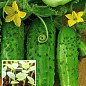 Рассада Огурец «Кустовой» (фермерское взращивание), 1шт в упаковке