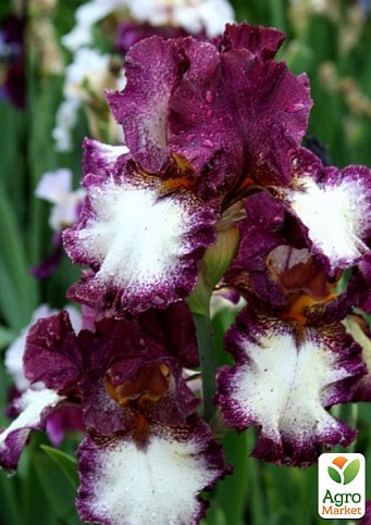 Ірис бородатий великоквітковий "Jumping" 1шт в упаковці - фото 3