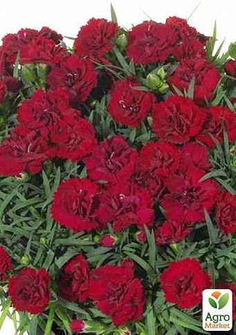 Гвоздика Махровая "Sunflor Desire" (контейнер № 10, высота 10 см)