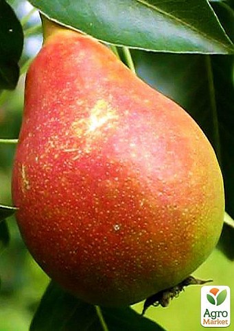 Груша "Бере летняя" (летний сорт, ранний срок созревания)