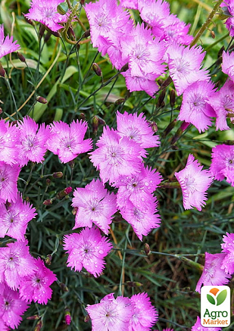 Гвоздика Альпийская "Light Pink"