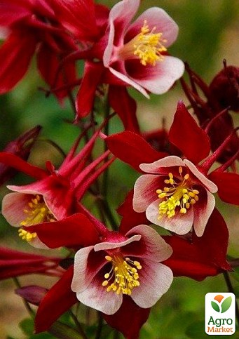 Аквілегія "Crimson Star" 1 шт в упаковці