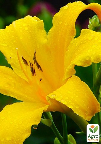 Лілійник "Citrina" 1шт в упаковці