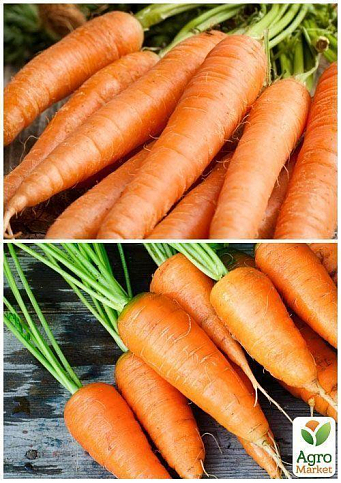 На развес Морковь "Артек" ТМ "Весна" цена за 10г - фото 4