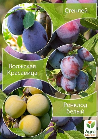 Дерево-сад Слива "Стенлей + Волзька Красуня + Ренклод білий" 1 саджанець в упаковці