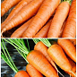На развес Морковь "Артек" ТМ "Весна" цена за 10г