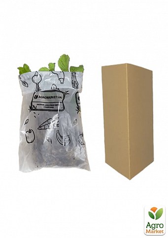 Клубника "Пегас" (Pegasus) 5шт (поздний срок созревания, морозостойкий сорт) - фото 2