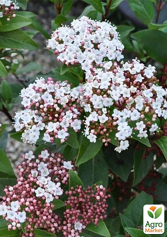 Калина вечнозеленая "Spirit" (Viburnum tinus) высота 20см