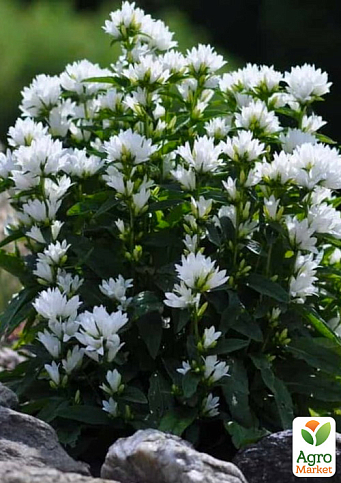 Колокольчик скученный "Bellefleur White" (морозостойкий, обильноцветущий многолетник)