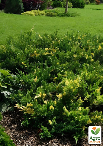 Можжевельник китайский "Expansa Variegata" (ком/сетка) диаметр 60-70 см