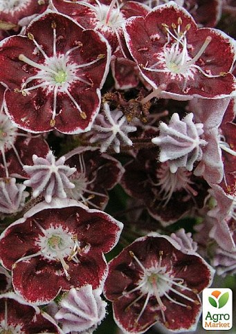 Кальмия latifolia "Tad"
