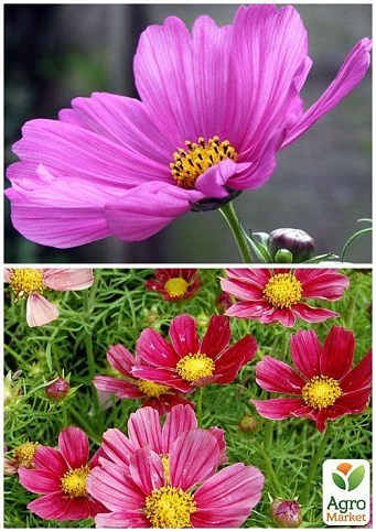 На вагу Космея "Сенсація" ТМ "Весна" ціна за 2г - фото 2