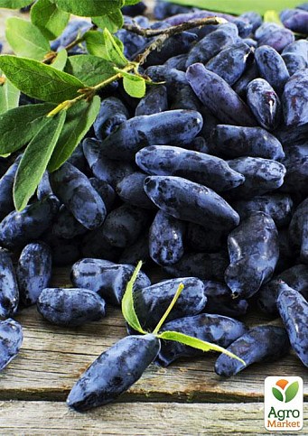 Жимолость "Атут" (ранній термін дозрівання, самий невибагливий і зимостійкий сорт) - фото 5