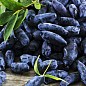 Жимолость "Атут" (ранній термін дозрівання, самий невибагливий і зимостійкий сорт)