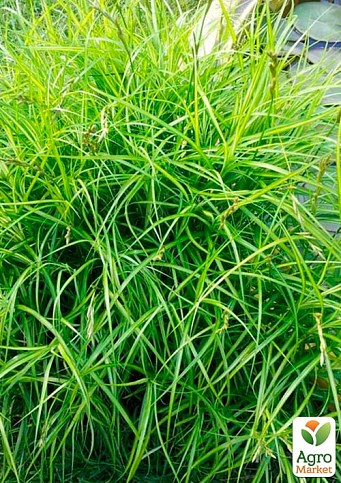 Осока пальмовидная "Carex muskingumensis" вазон С2