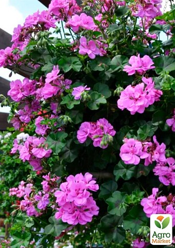 Пеларгонія ампельна "Kitty" (контейнер №10, висота 10-20 см) - фото 2