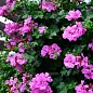 Пеларгонія ампельна "Kitty" (контейнер №10, висота 10-20 см) купить