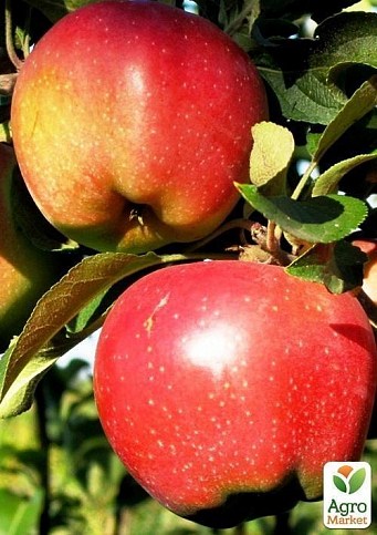 Яблоня "Камео" (зимний сорт, поздний срок созревания) - фото 2