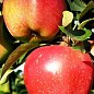 Яблоня "Камео" (зимний сорт, поздний срок созревания) купить