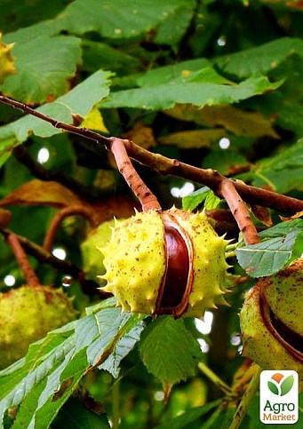 Каштан зелений "Кінський" (найпопулярніший різновид) висота 20-50см - фото 4