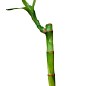 Бамбук комнатный "Lucky Bamboo" (высота 10-20см) цена