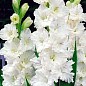 Гладіолус "Virgin" 3шт