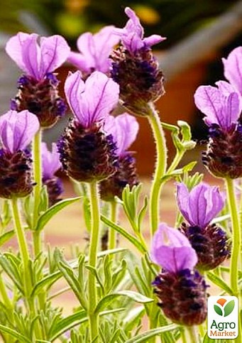 LMTD Лаванда Стехадська 2-х річна "Anouk" (20-30см) - фото 3