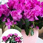Рододендрон кімнатний "Paars" Нідерланди